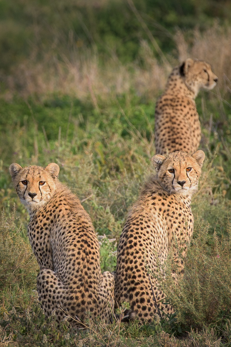 The two cubs are more curious about us than their mother who is more fixated on what they will eat later.
